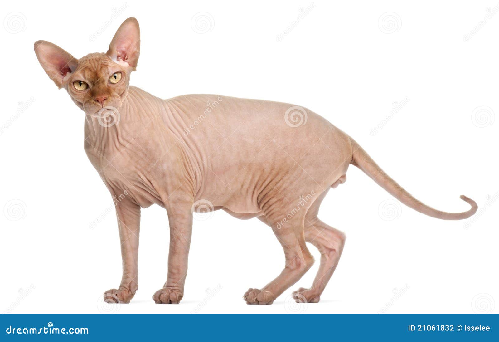 Sphynx cat standing stock photo. Image of looking, full 21061832