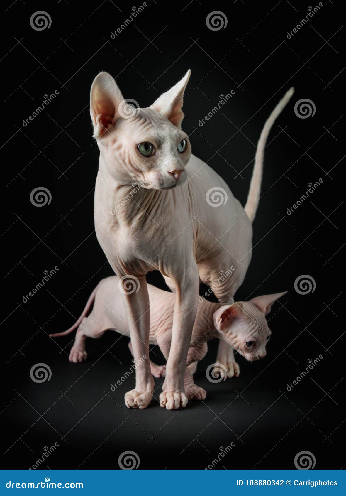 Sphynx Cats  Posing  Front  Of Camera Stock Photo Image of 