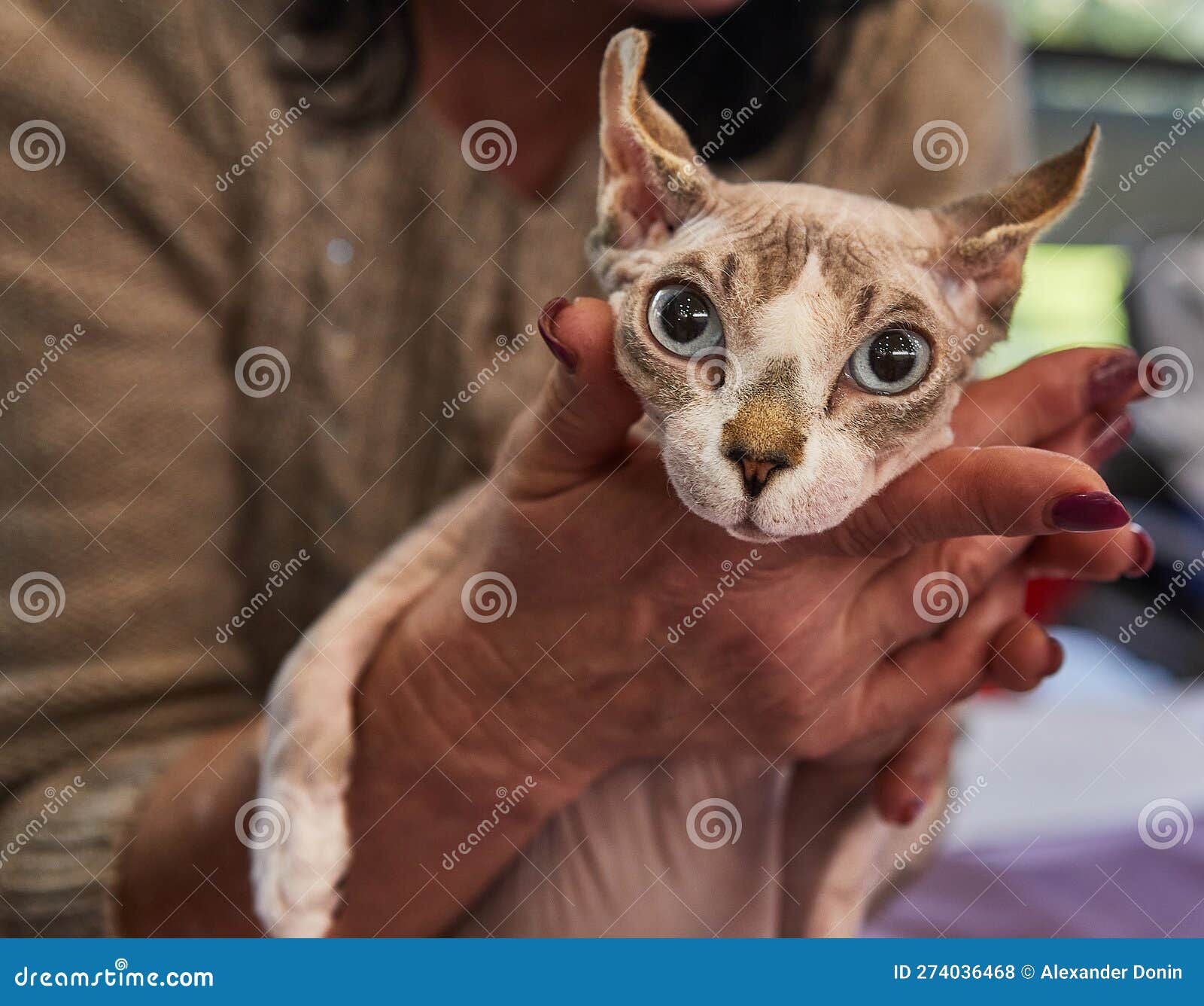 Sphynx is Hairless Cat with the Behavior and Character of Dog Stock