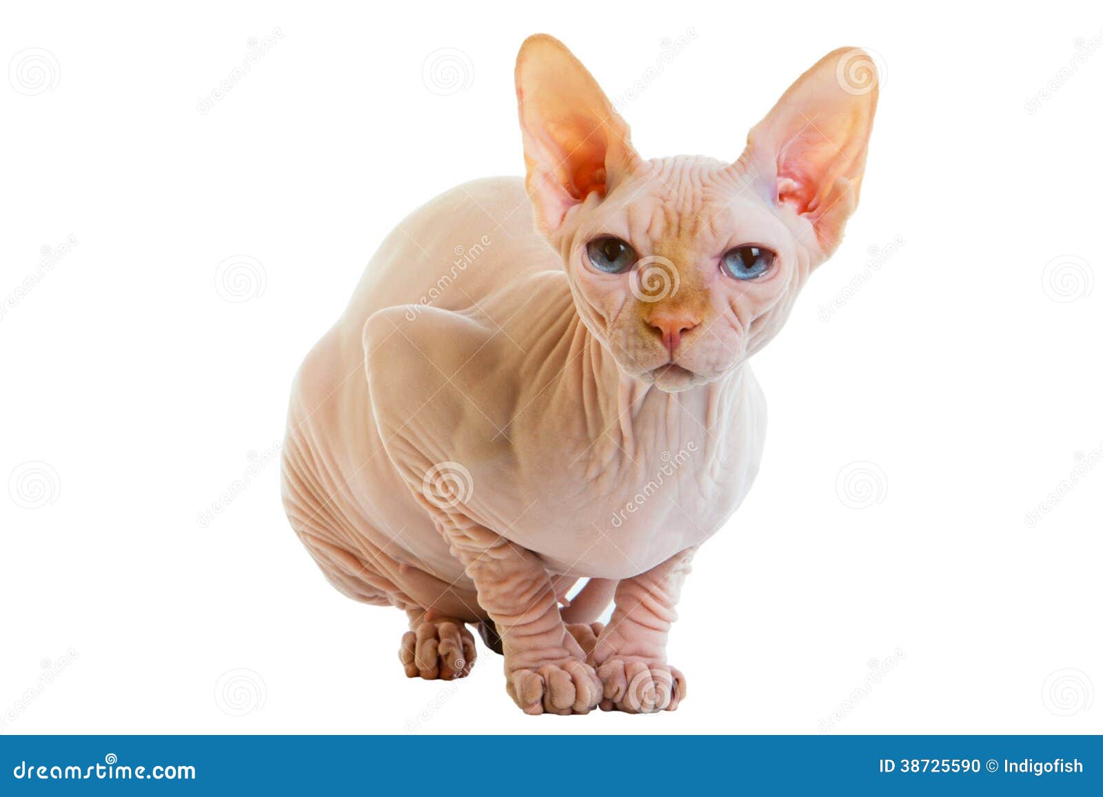 Sphynx hairless cat stock photo. Image of purebred, domestic 38725590