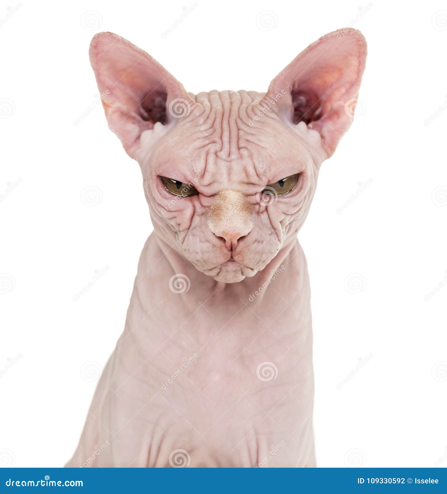 4 867 Cat Hairless Sphynx Photos Free Royalty Free Stock Photos From Dreamstime