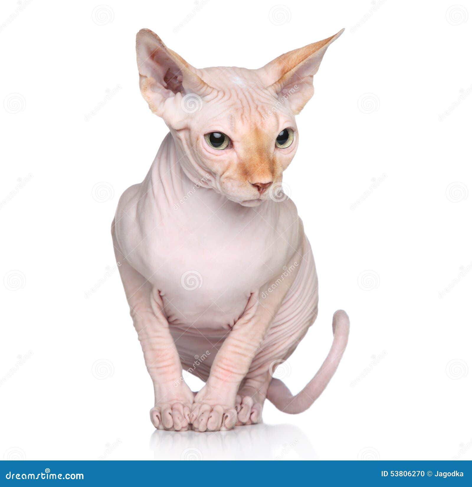 Sphynx Kale Kat stock foto. Image of zeldzaam, studio 53806270