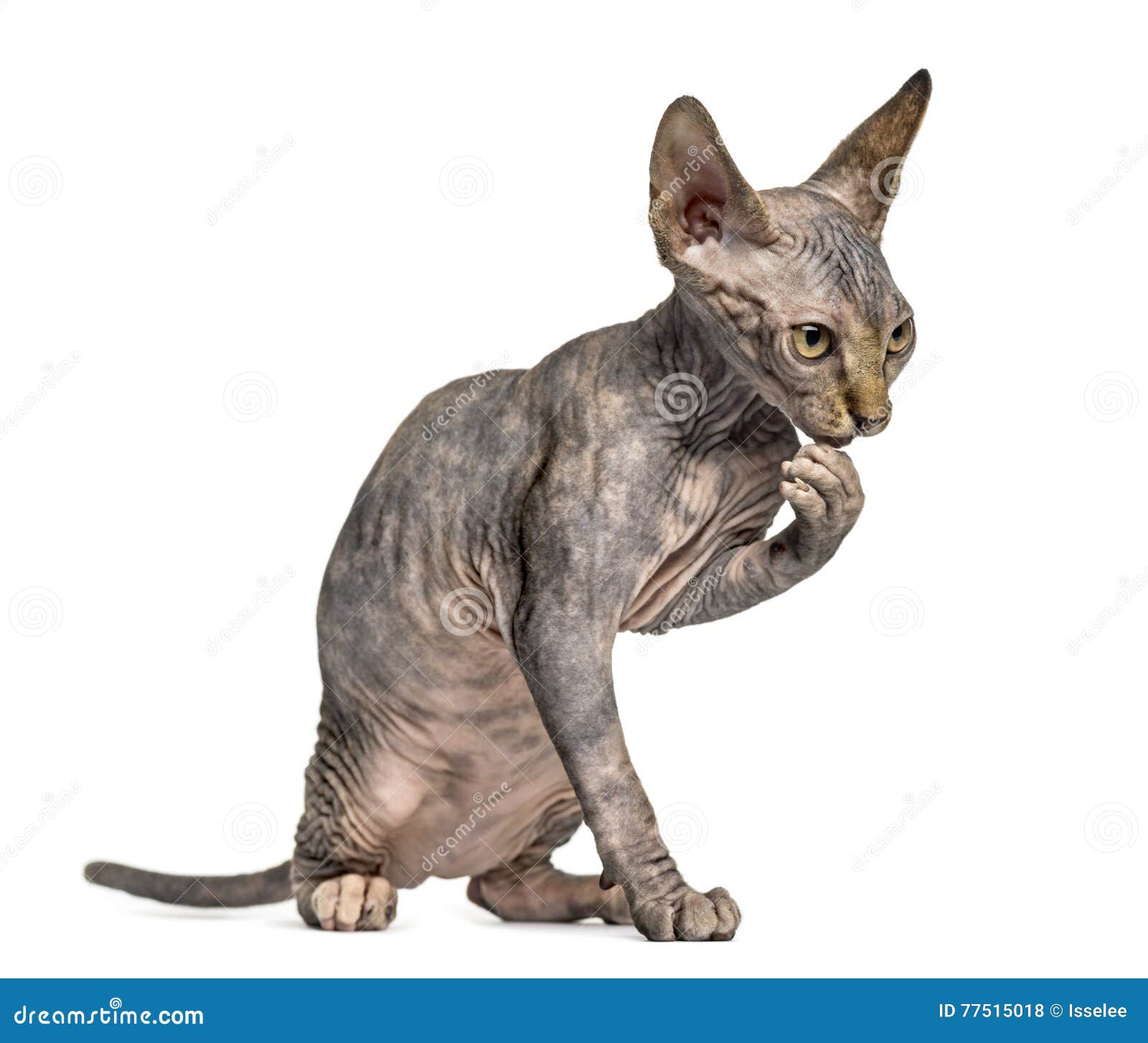 Sphynx Kitten Cleaning Himself on Hind Legs Stock Photo Image of