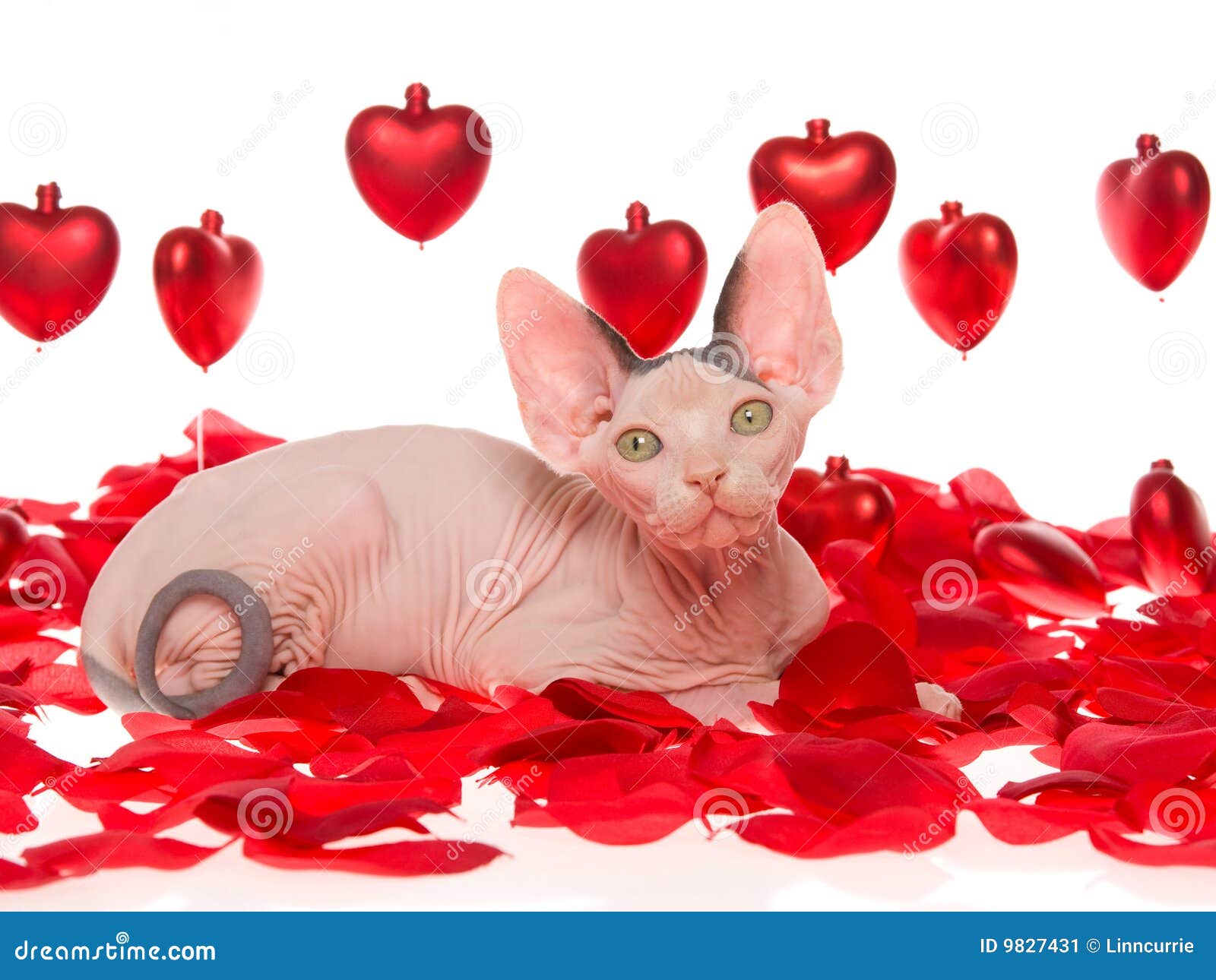 Sphynx Kitten On Rose Petals With Red Hearts Stock Image Image 9827431
