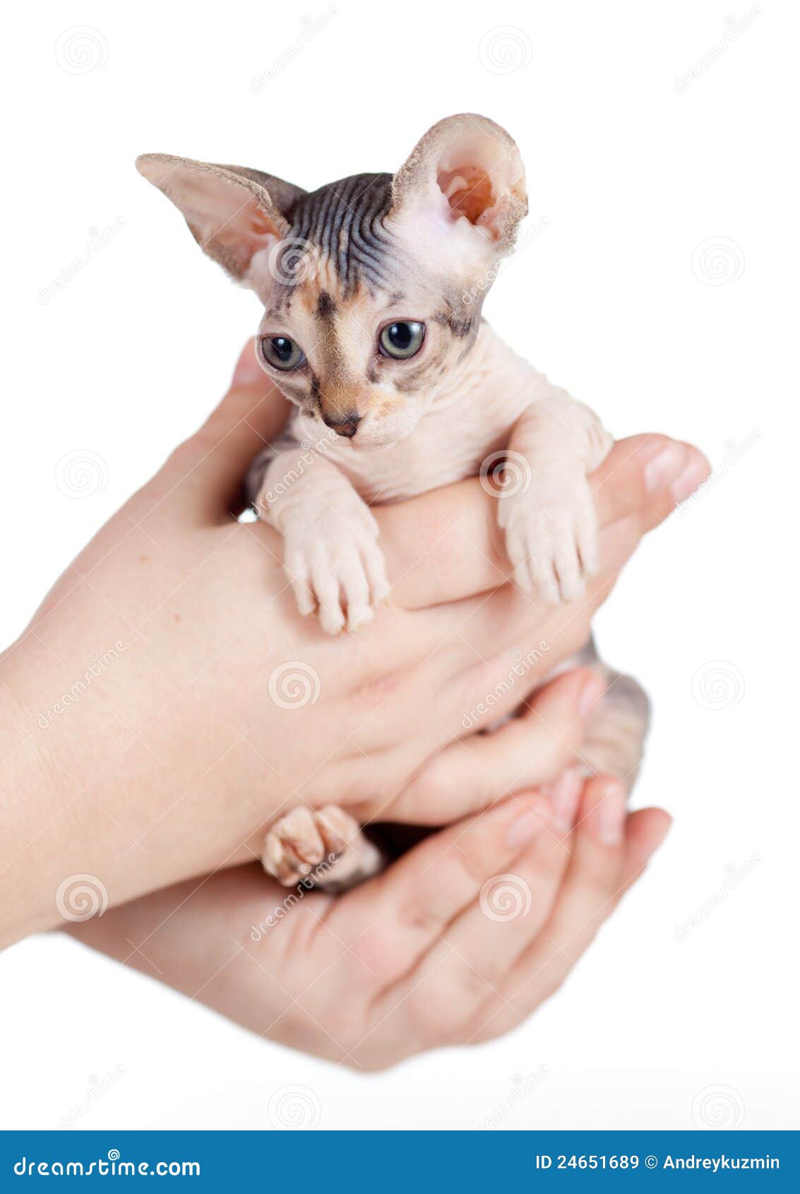 Sphynx Kitten Sitting in Human Hands Stock Image Image of donskoy