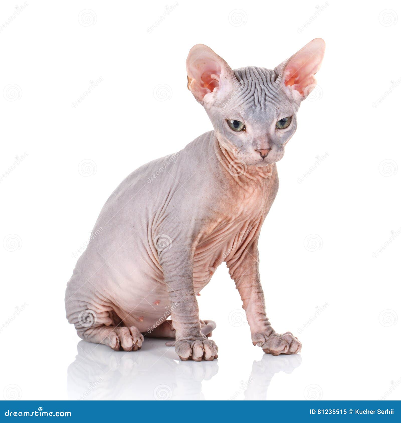 Sphynx Kota Studia Strzał Na Białym Tle Obraz Stock Obraz