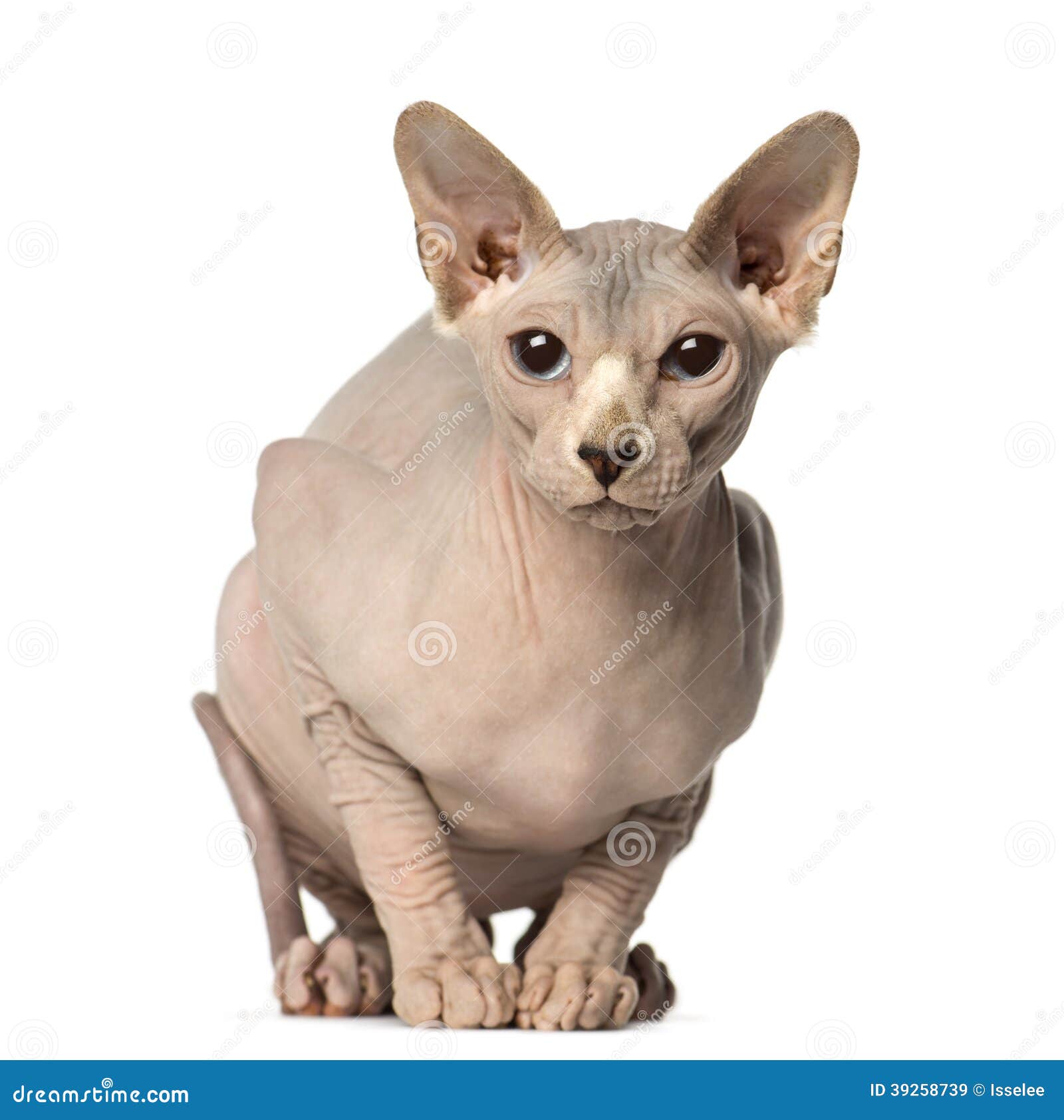 Sphynx Cat Sitting In A Blue Litterbox And Look To The Camera. Stock