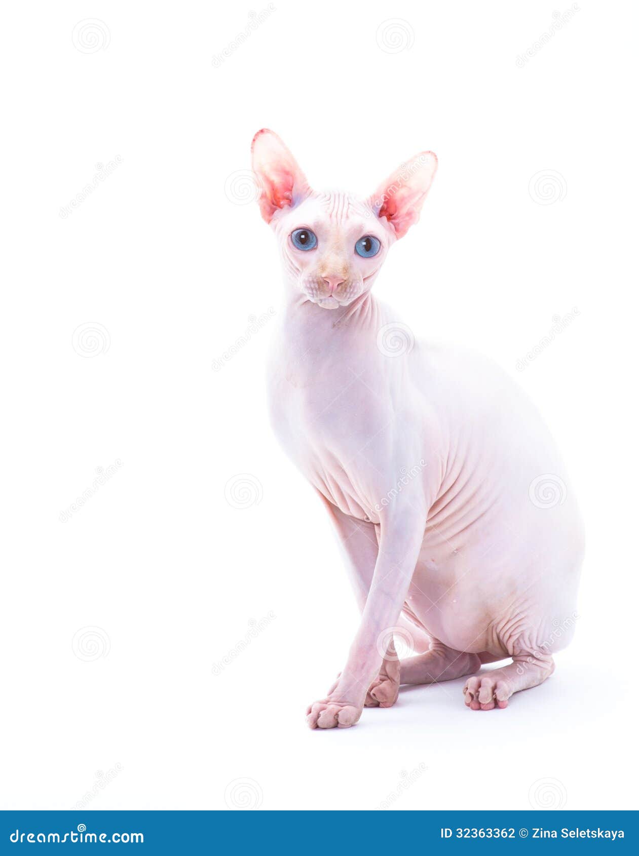 Sphyx cat Hunter stock photo. Image of small, bareskinned 32363362