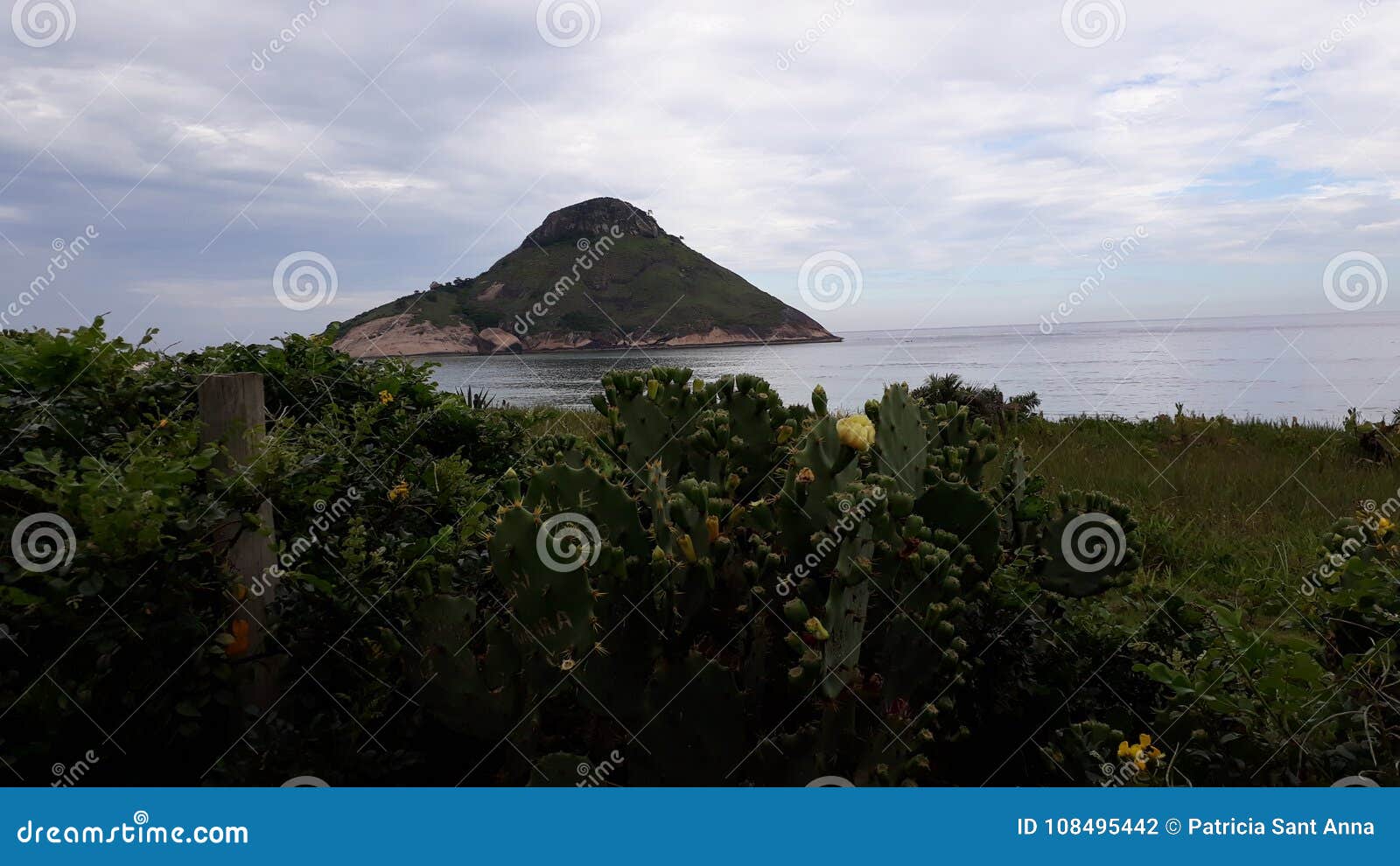 Spiaggia e fiori. Le piante ed i fiori al recreio tirano - RJ/Brasile in secco