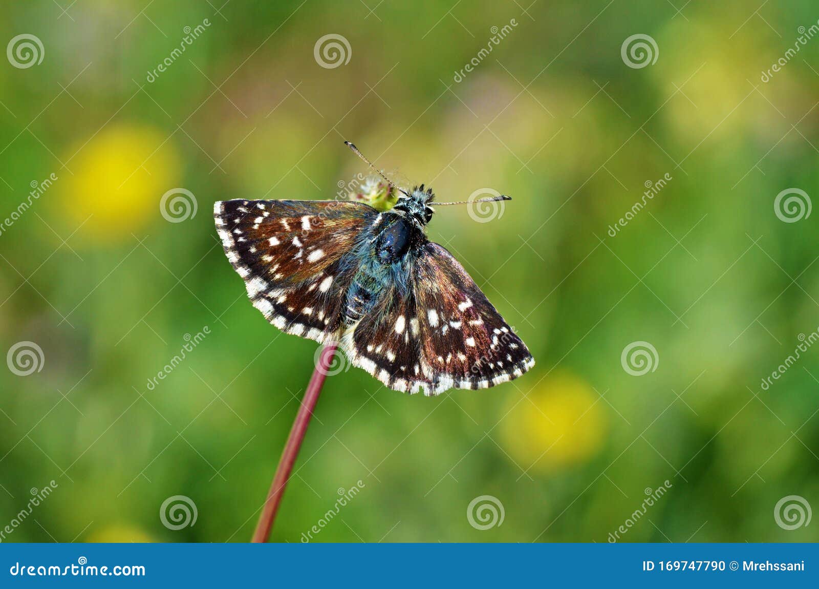 spialia orbifer , the orbed red-underwing skipper or hungarian skipper butterfly