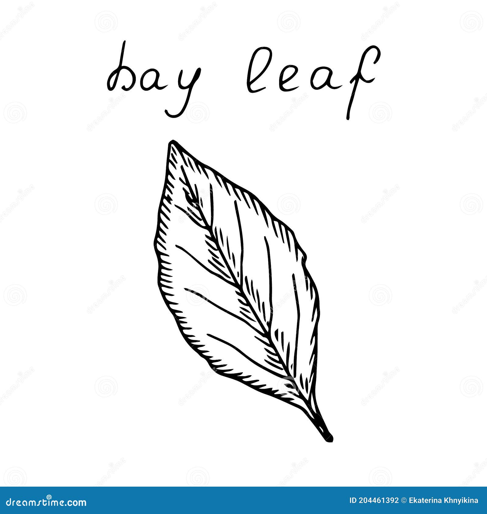Spice Bay Leaf, Vector Illustration, Hand Drawing Stock Illustration