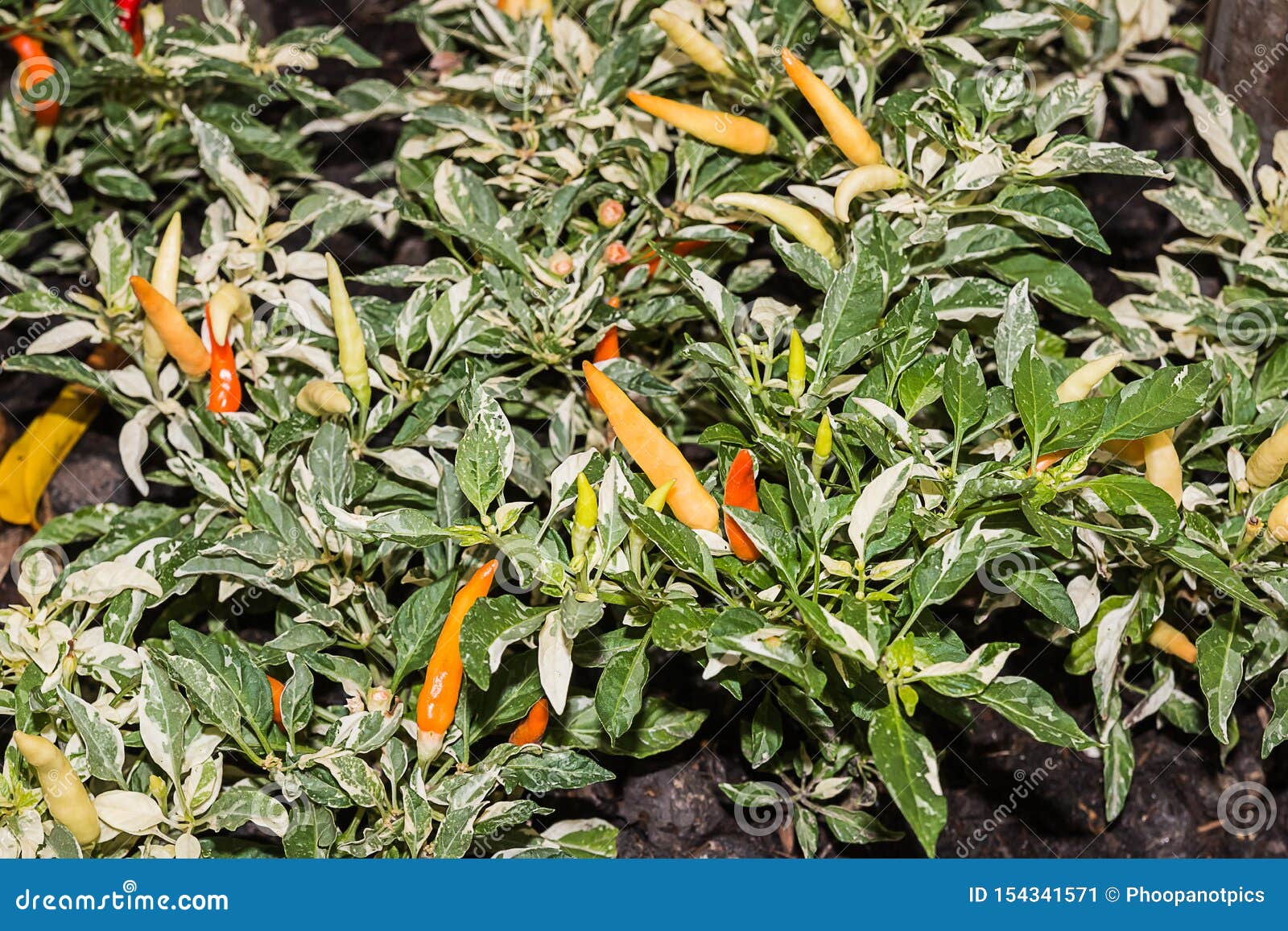 Spicy chilli in garden stock image. Image of plant, vegetable 154341571