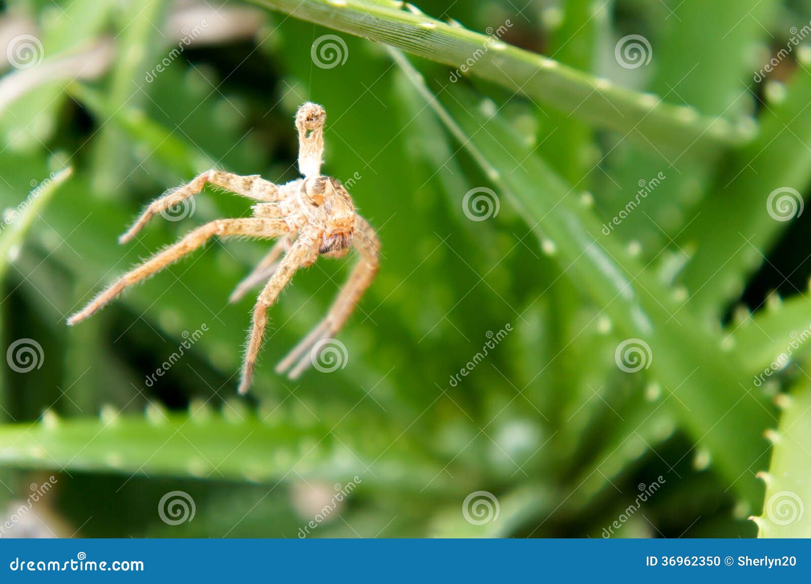 Spider on aloe vera plant stock photo. Image of garden 36962350