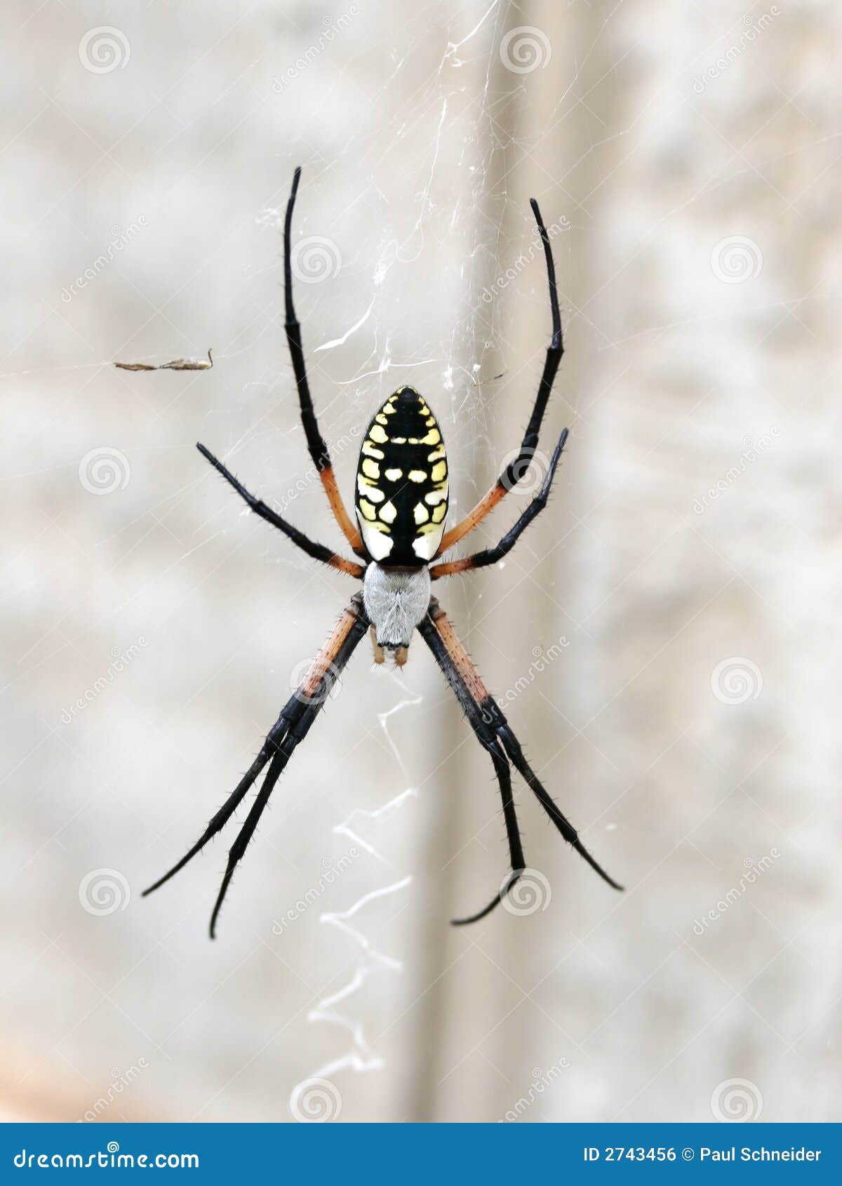 spider arachnid garden web