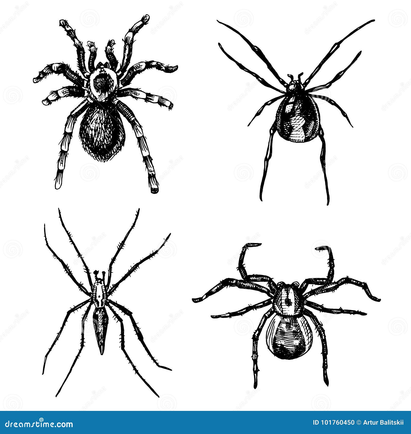 spider or arachnid species, most dangerous insects in the world, old vintage for halloween or phobia . hand drawn