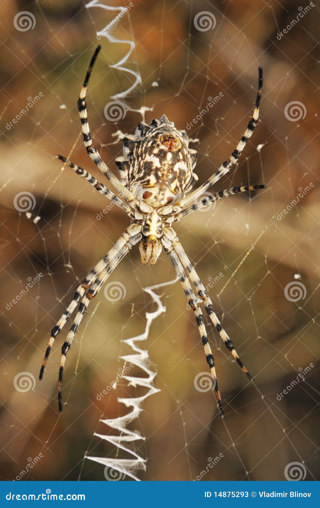 spider argiope lobed on the web