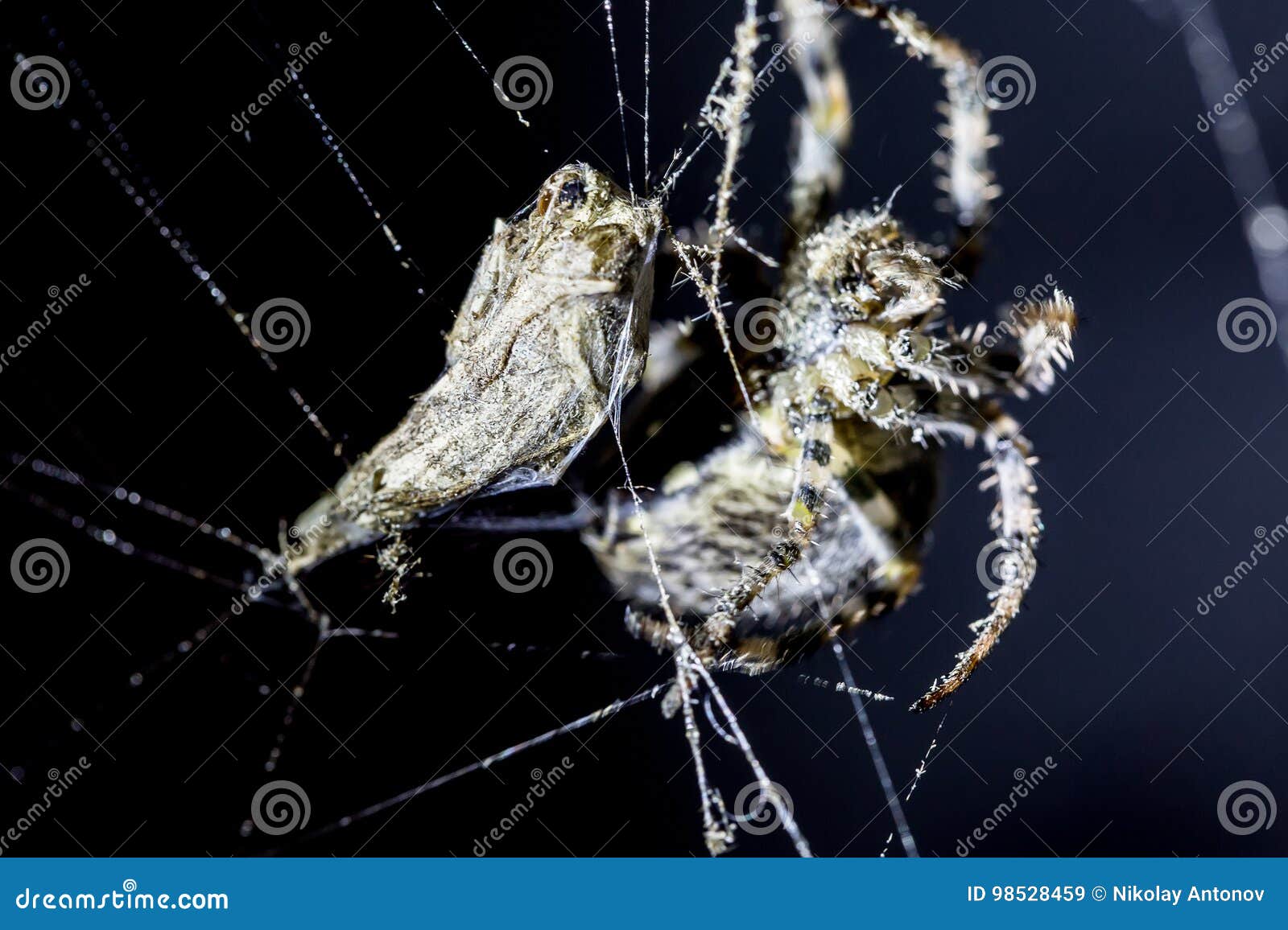 Spider Attacks Butterfly Sacrifice in Spider`s Web on Black Background.  Arachnid in the Web. Extreme Close Up Macro Image. Stock Image - Image of  araneus, arachnid: 98528459