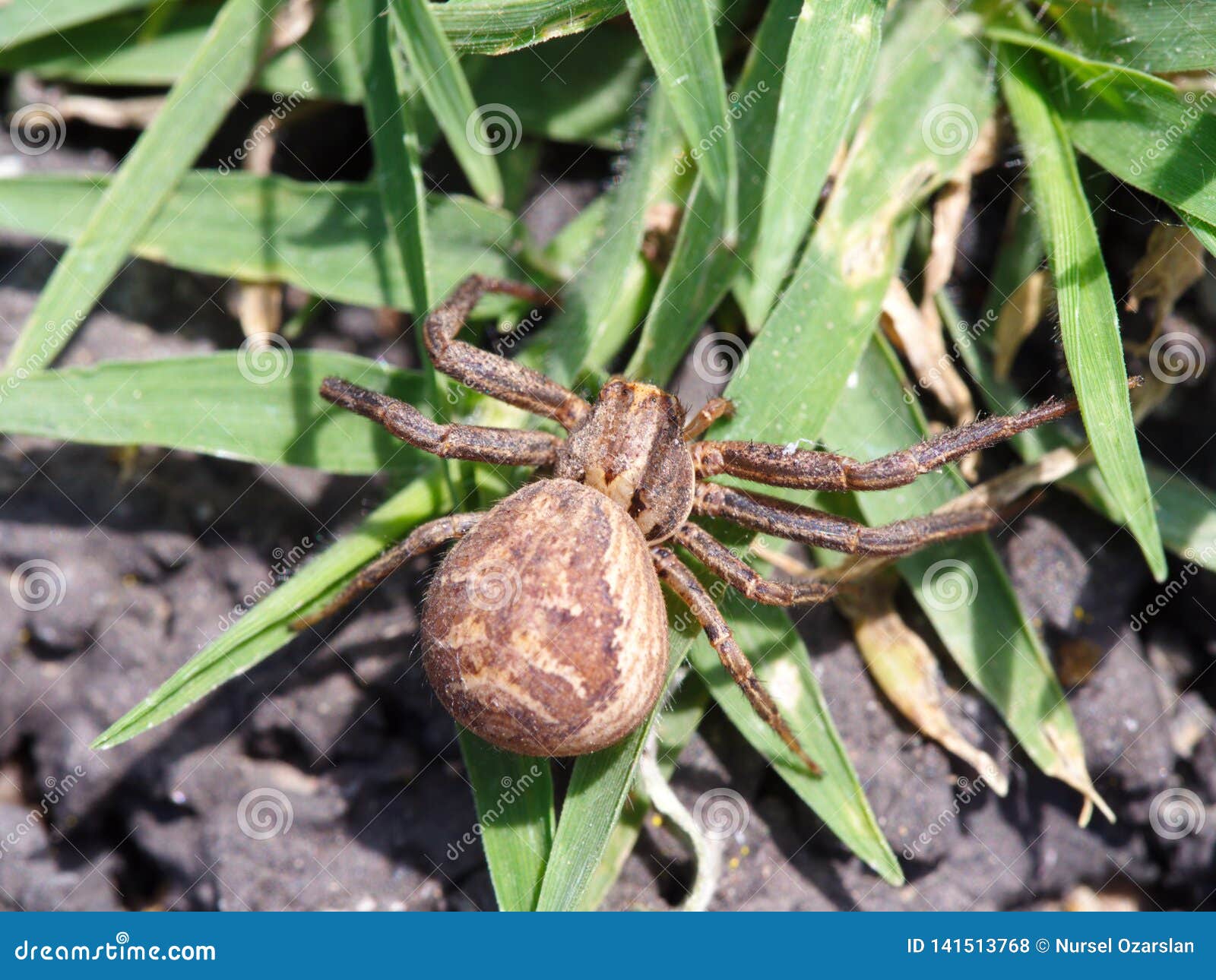 Spider In The Back Garden Stock Photo Image Of Multiple 141513768