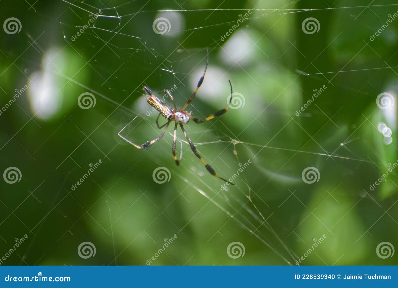 Banana Spider in a  in the Woods in Florida Stock Photo Image of