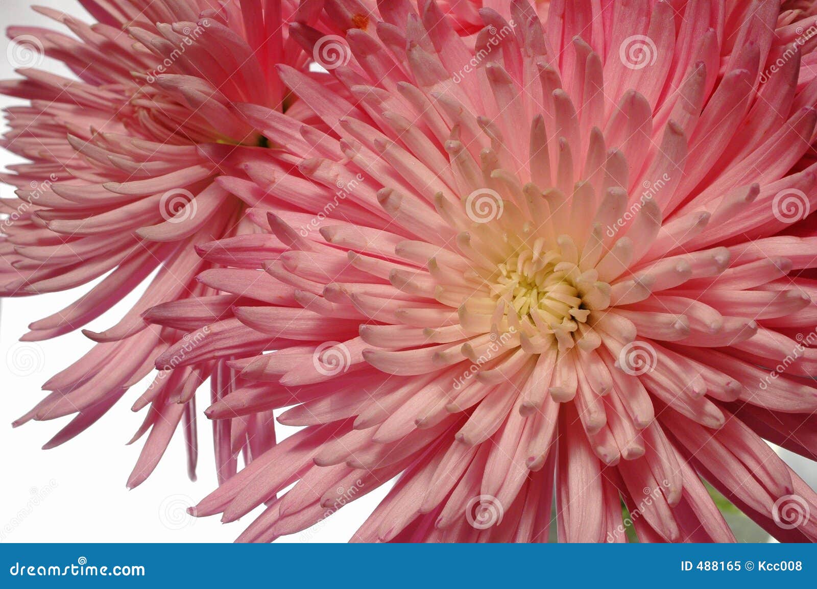 Spider Chrysanthemum Arrangement Stock Image Image of gold, flower