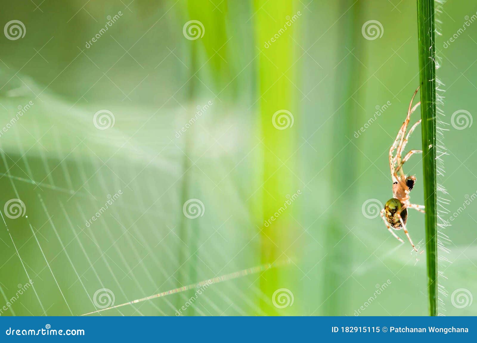 Premium Photo  The spider climbs on the web with blurry green