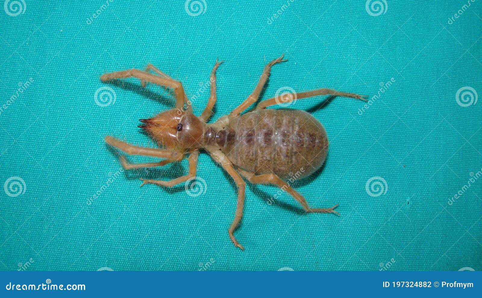 spider. close up camel spider  on green background.  also known as windscorpion, solifugae or sun spider.  wind scorpion,