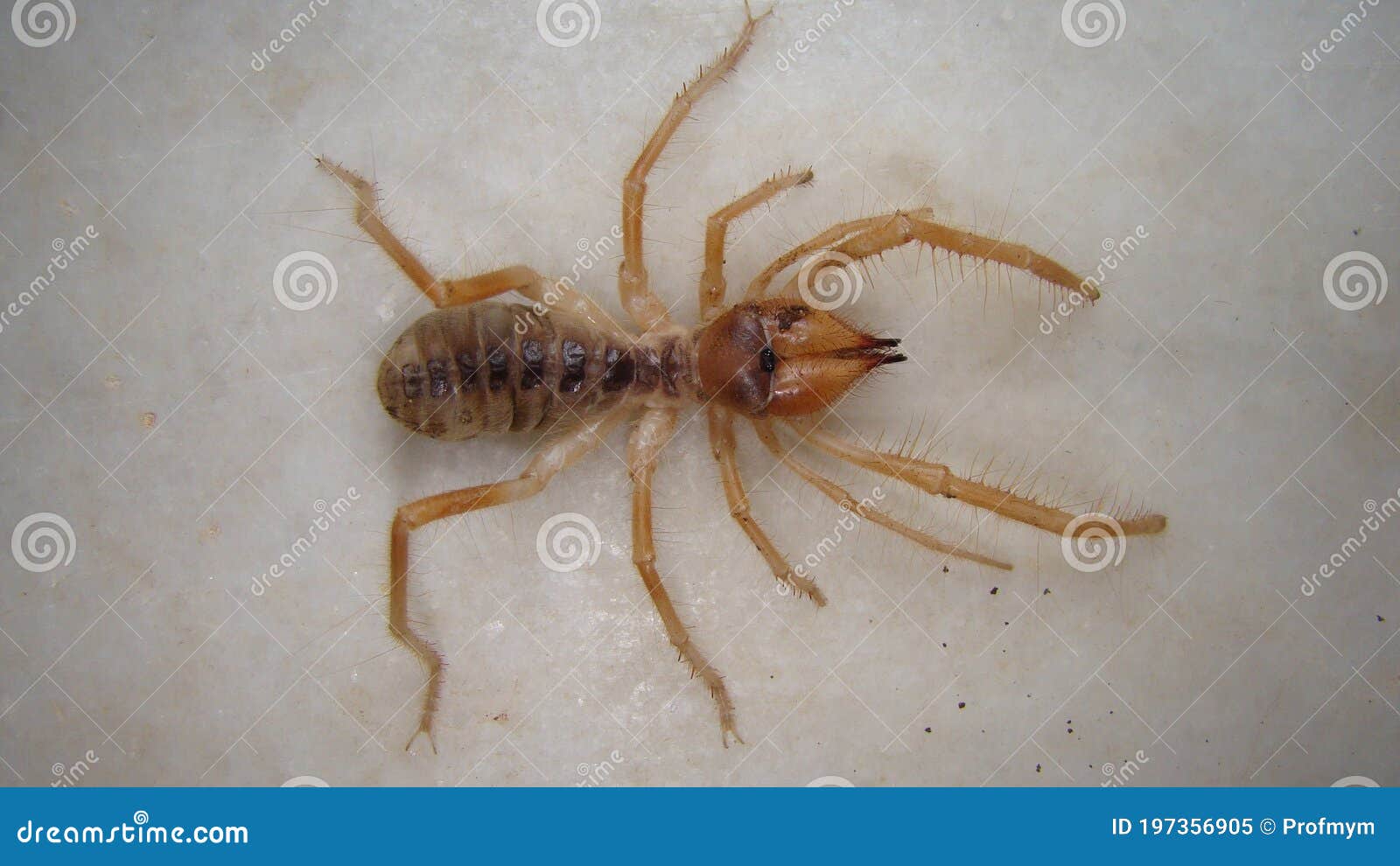 spider. close up camel spider  on white background.  also known as windscorpion, solifugae or sun spider.  wind scorpion,