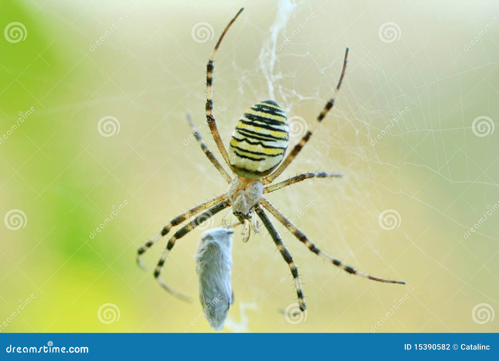 Spider cocoon stock photo. Image of yellow, vermin, arachnid 15390582