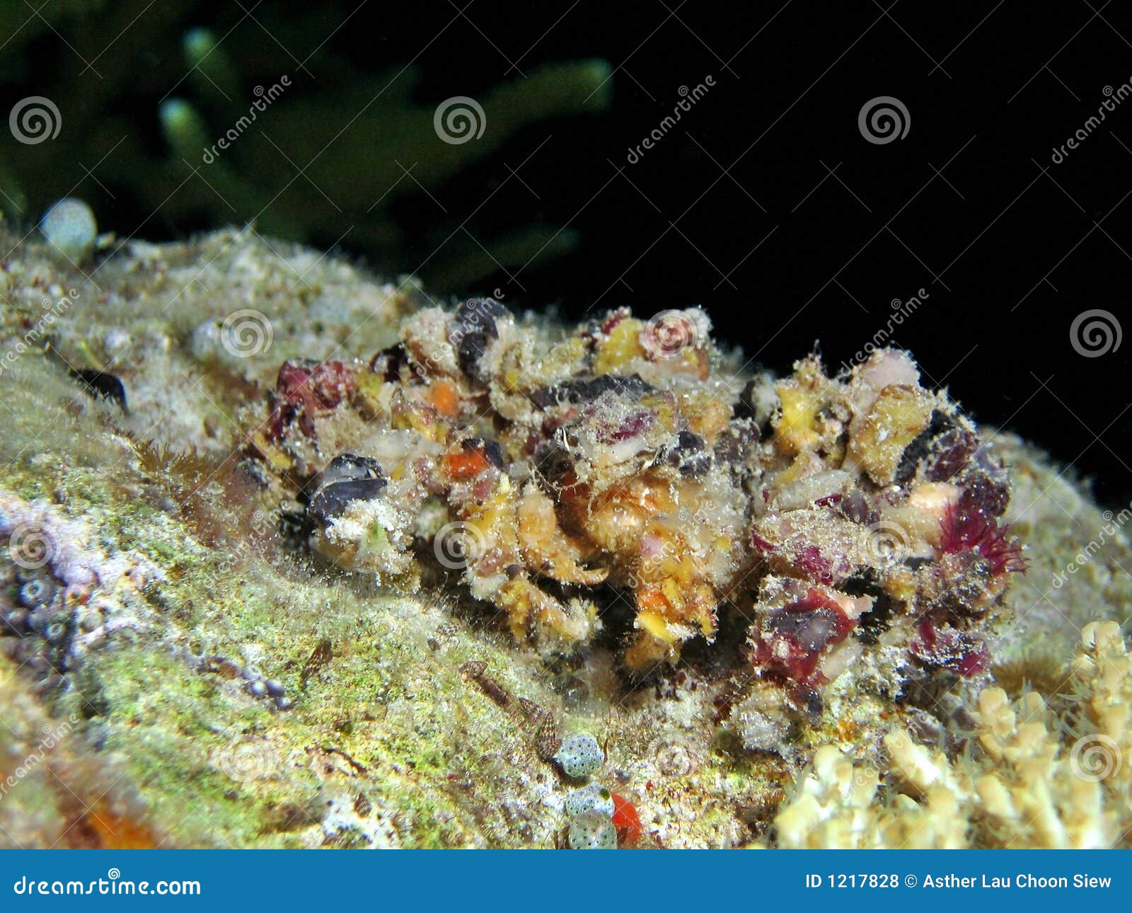 Spider Crab Stock Photo Image Of Camouflage Macro