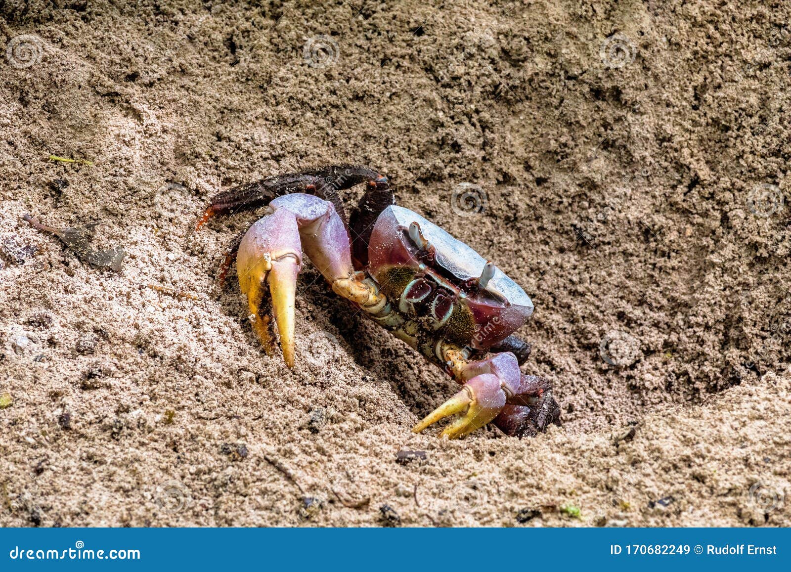 262 Crab Mangroves Stock Photos - Free & Royalty-Free Stock Photos