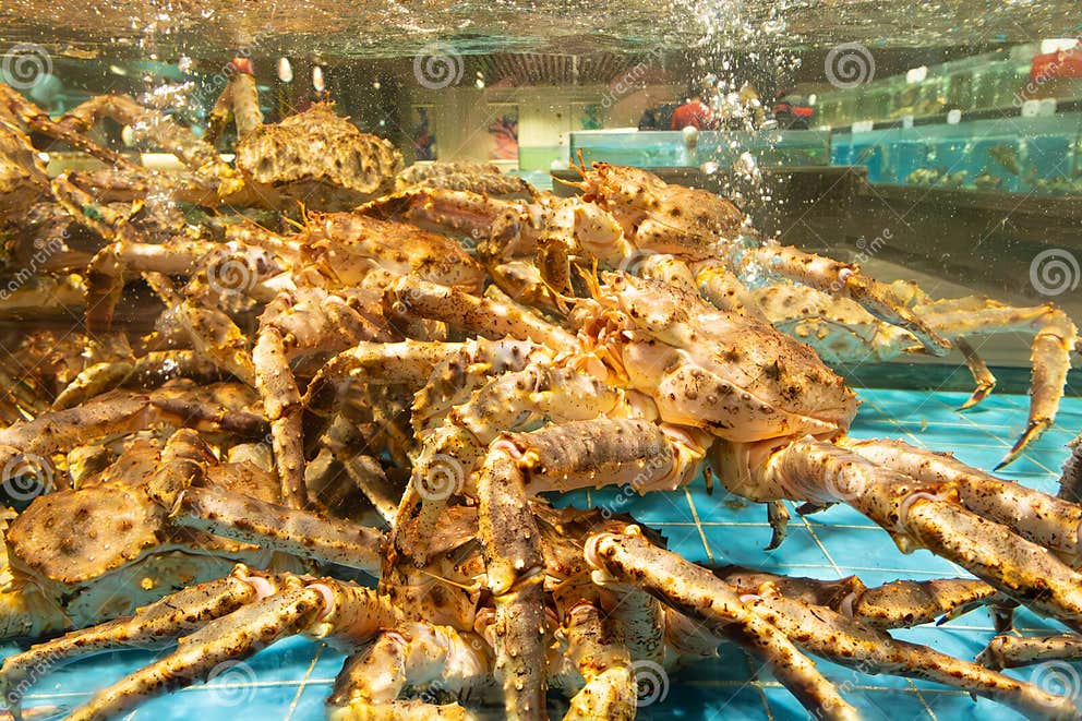 Spider crabs in tank stock image. Image of edible, creature - 301938231
