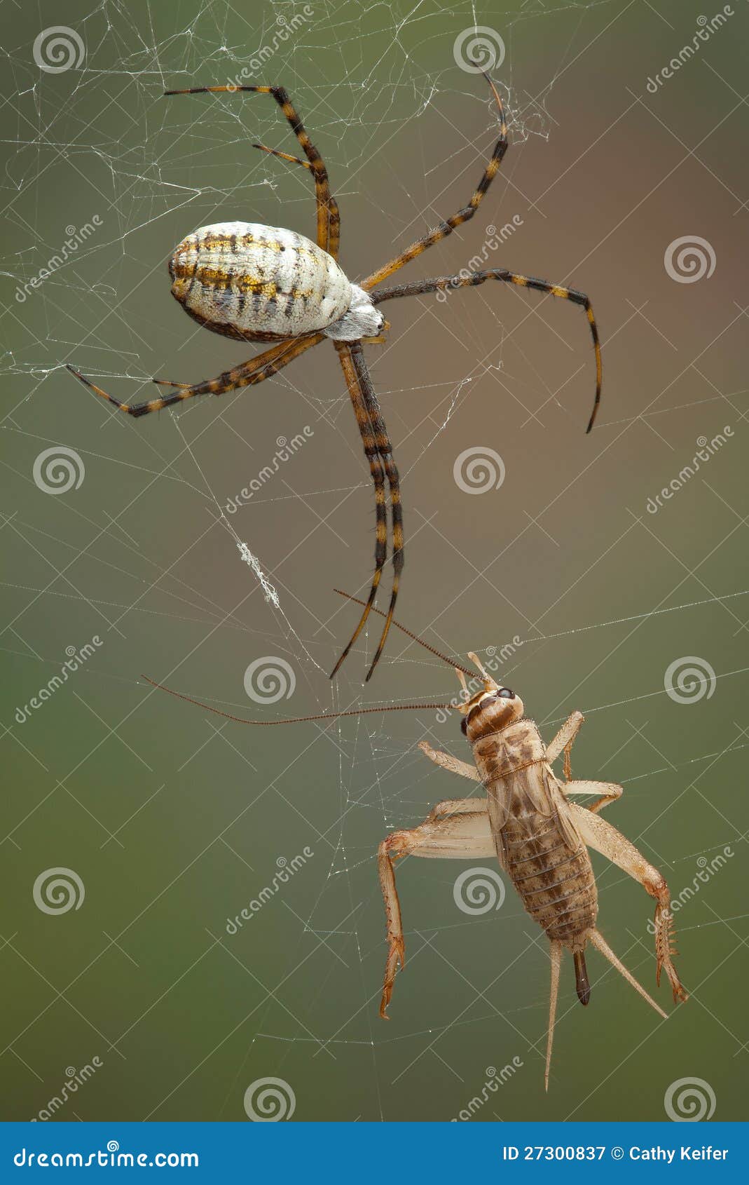 Spider and cricket stock image. Image of macro, insect 27300837