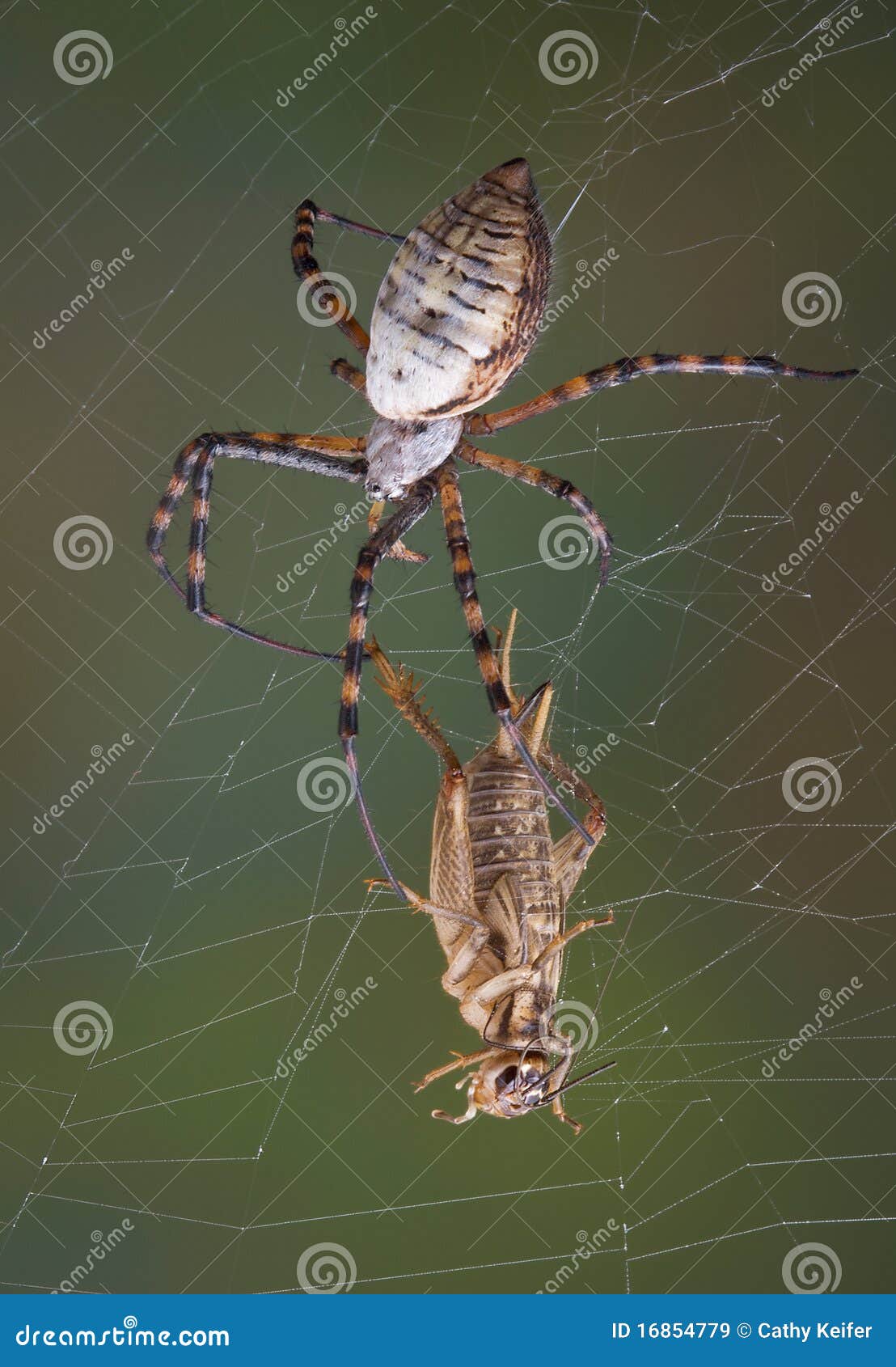 Spider and cricket in web stock image