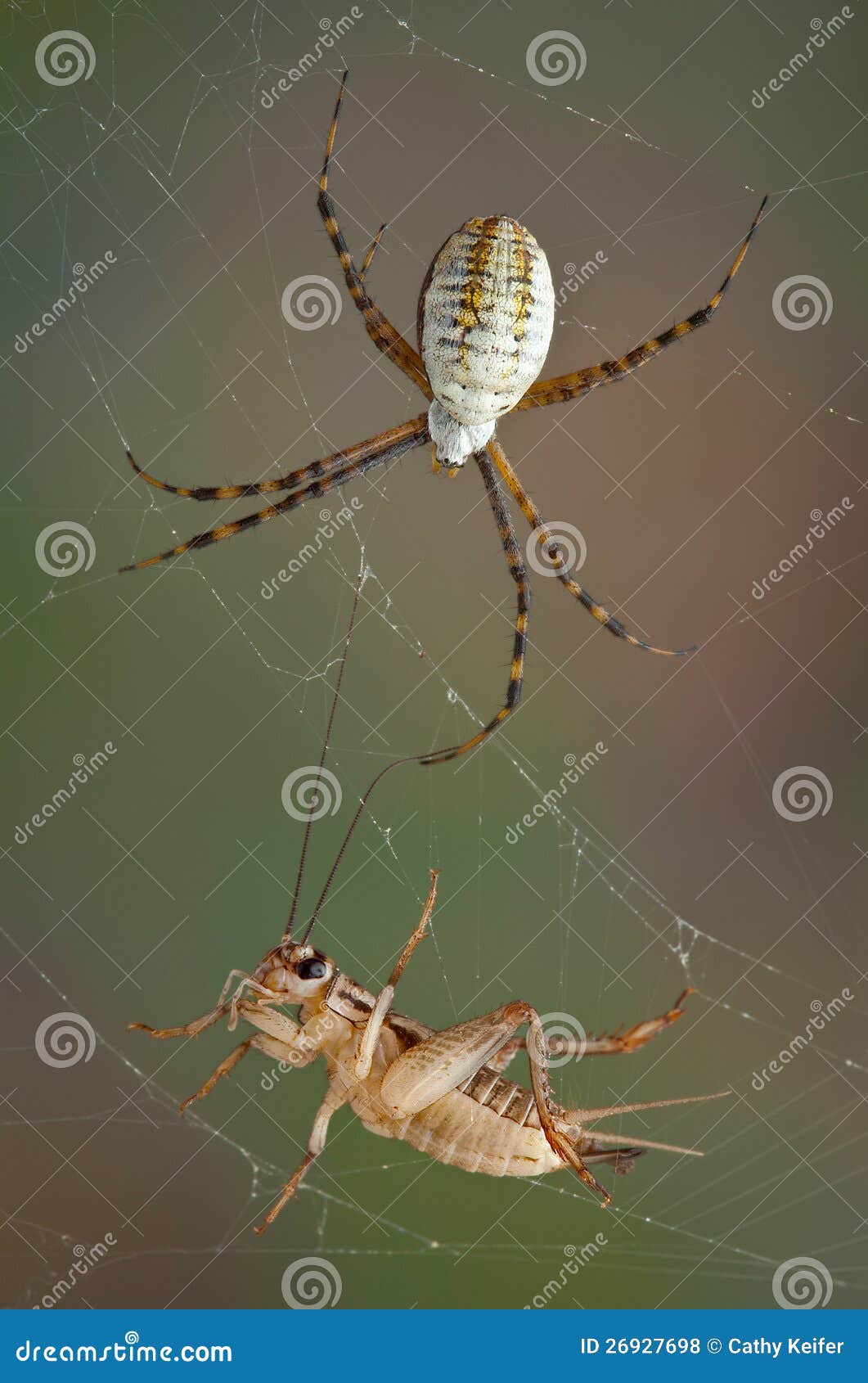 Spider and cricket in web stock photo