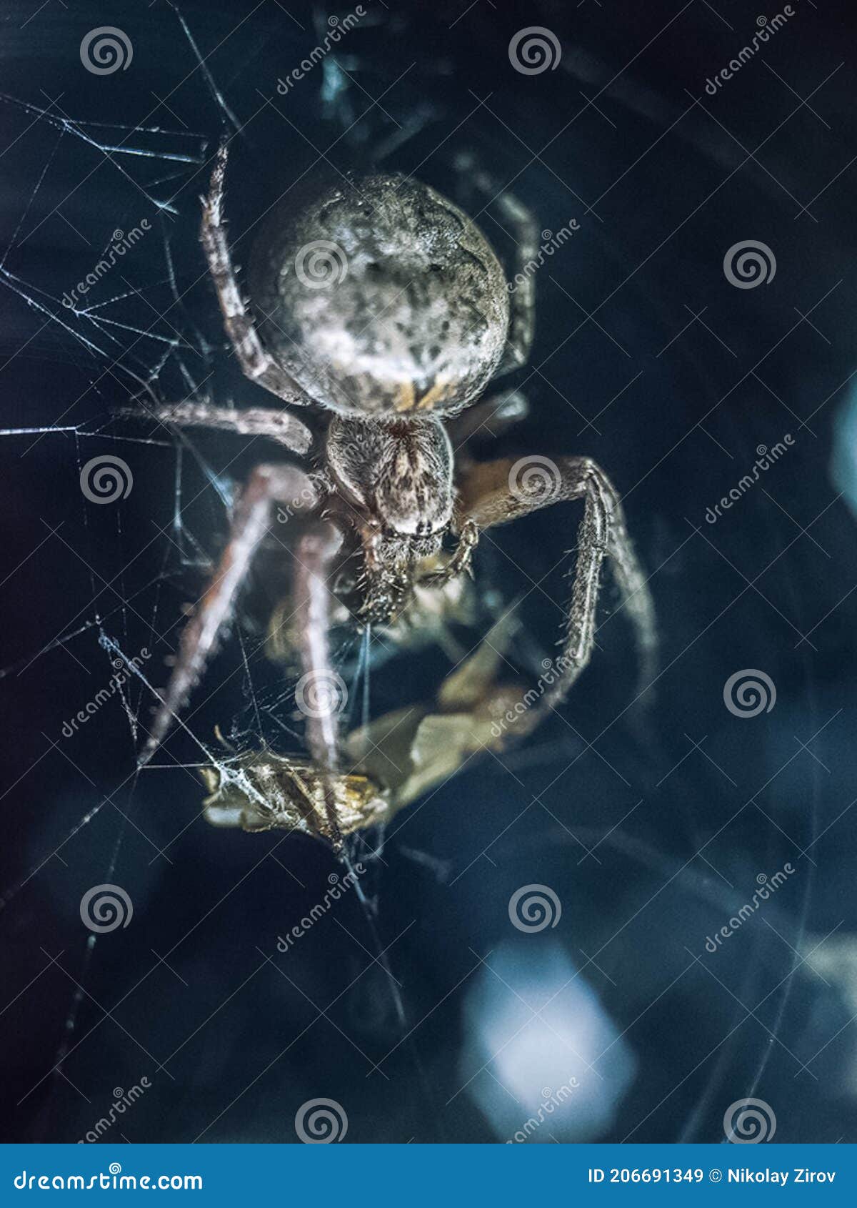 spider crossman in catching net sits with prey