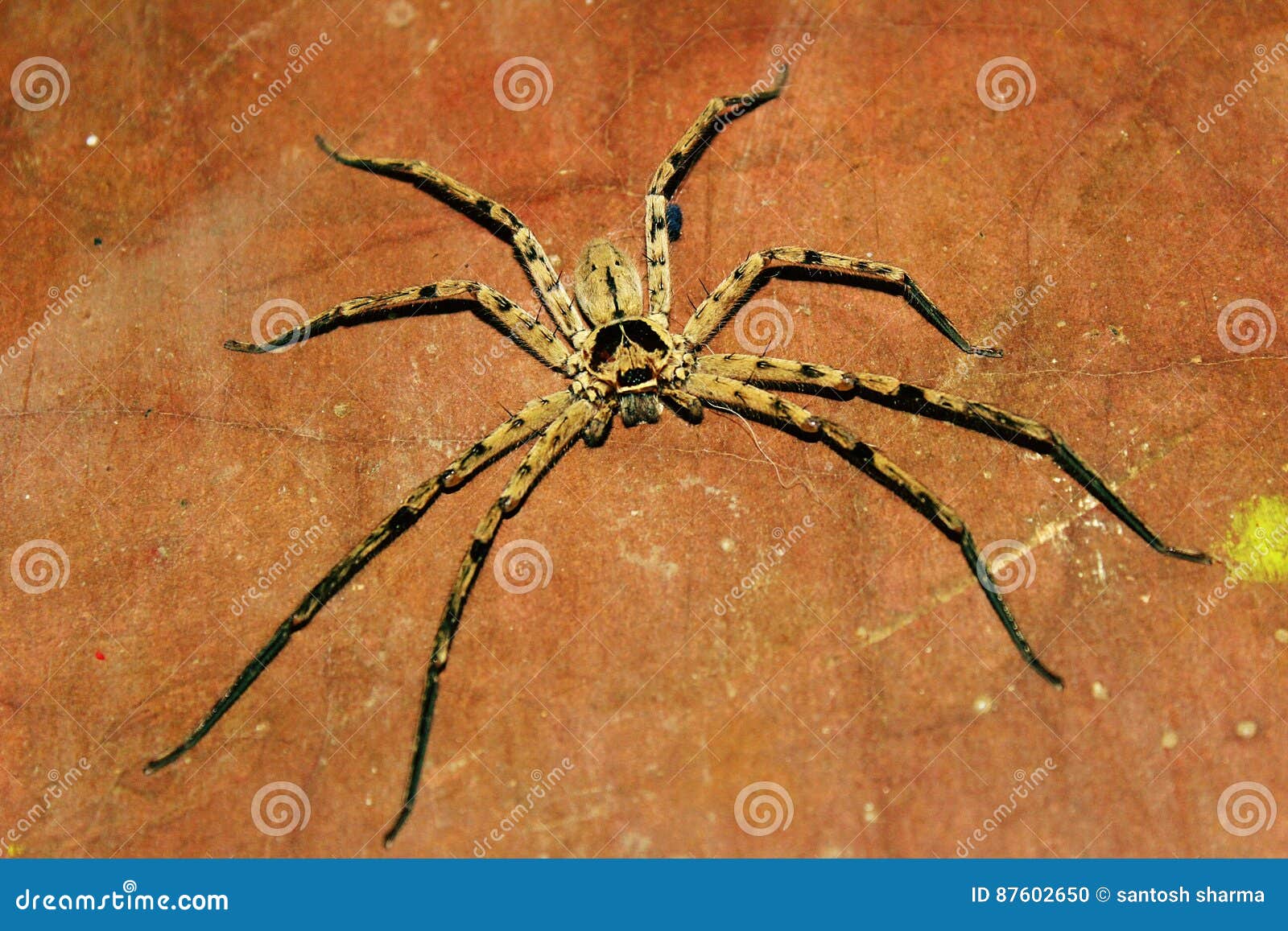 Spider.. stock photo. Image of ontheway, outdoorphotography 87602650