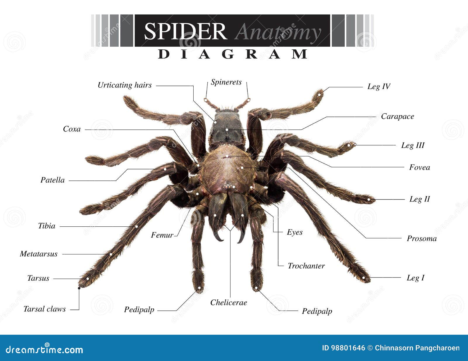 Spider Anatomy Chart