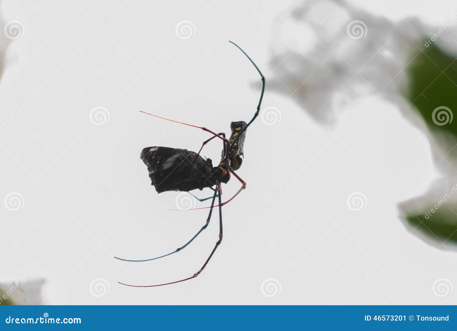 Spider eat butterfly stock image. Image of trap, argiope 46573201