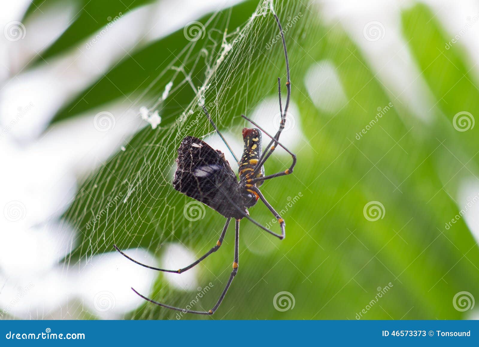 Spider eat butterfly stock image. Image of outdoors, argiope 46573373