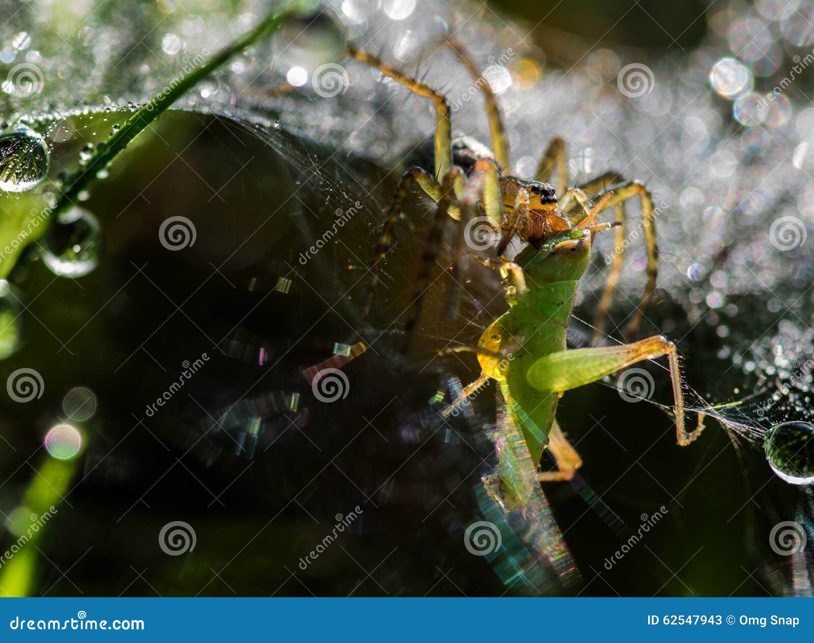 Spider eat a cricket stock image. Image of garden, nature 62547943