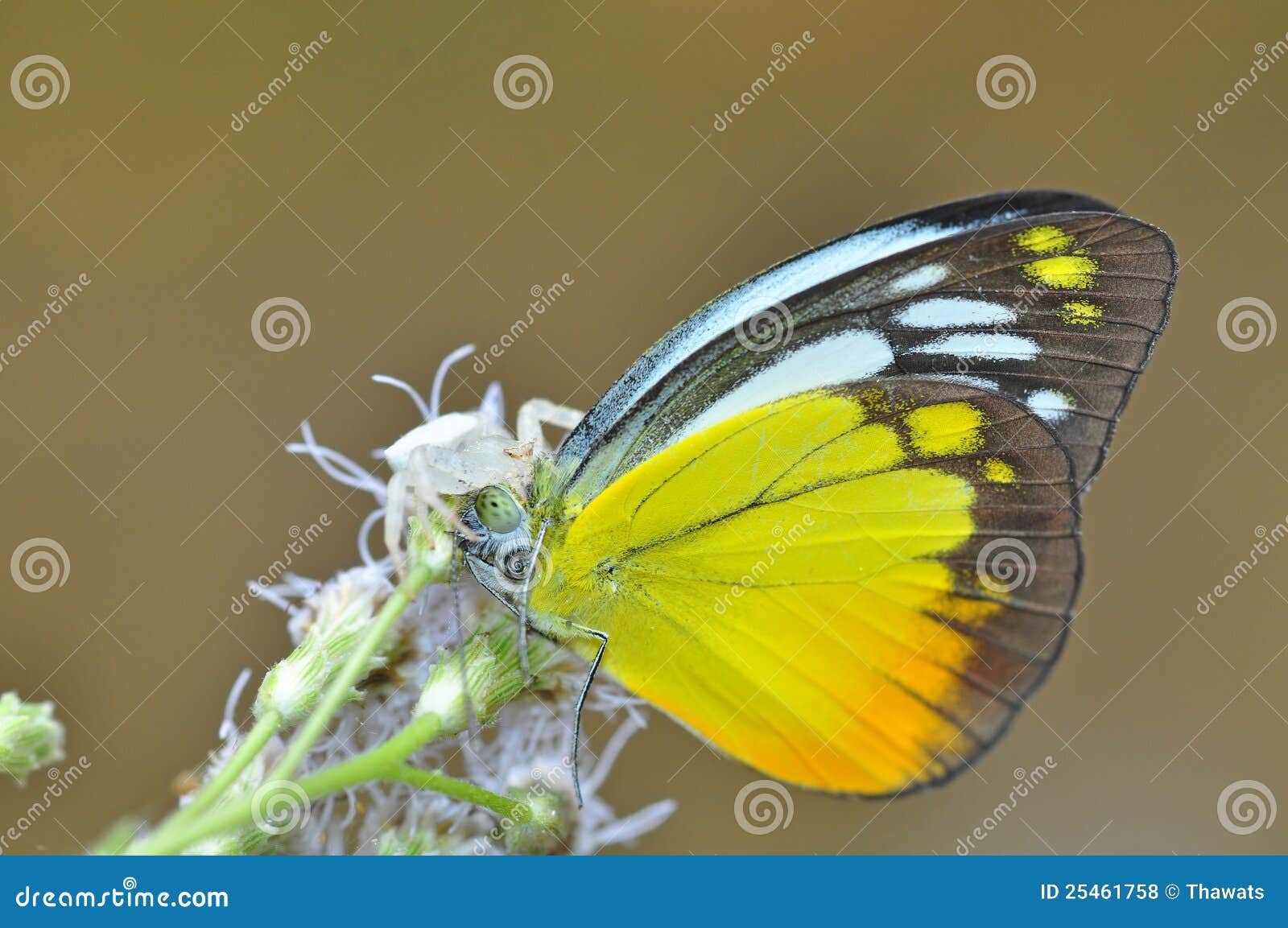 Spider eating butterfly stock photo. Image of insect 25461758