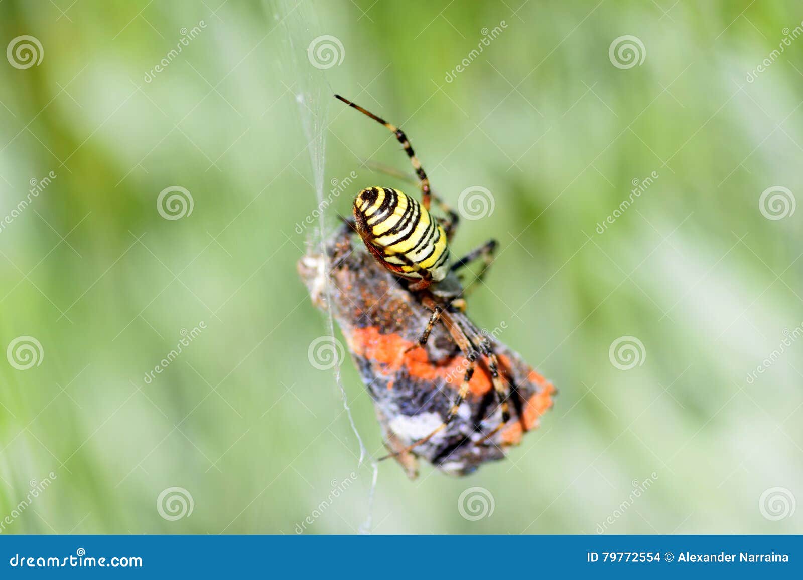 Spider eating butterfly stock photo. Image of spider 79772554