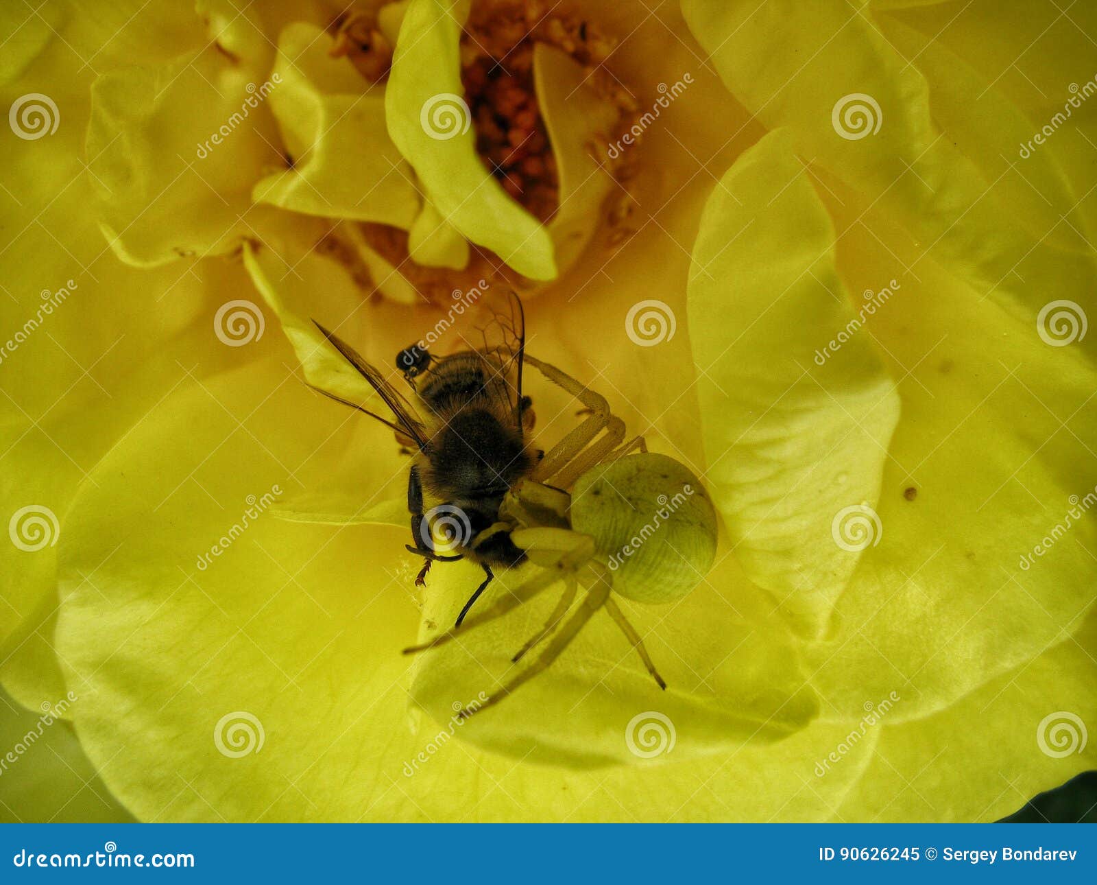 Spider eats stock image. Image of spider, flowers, summer 90626245