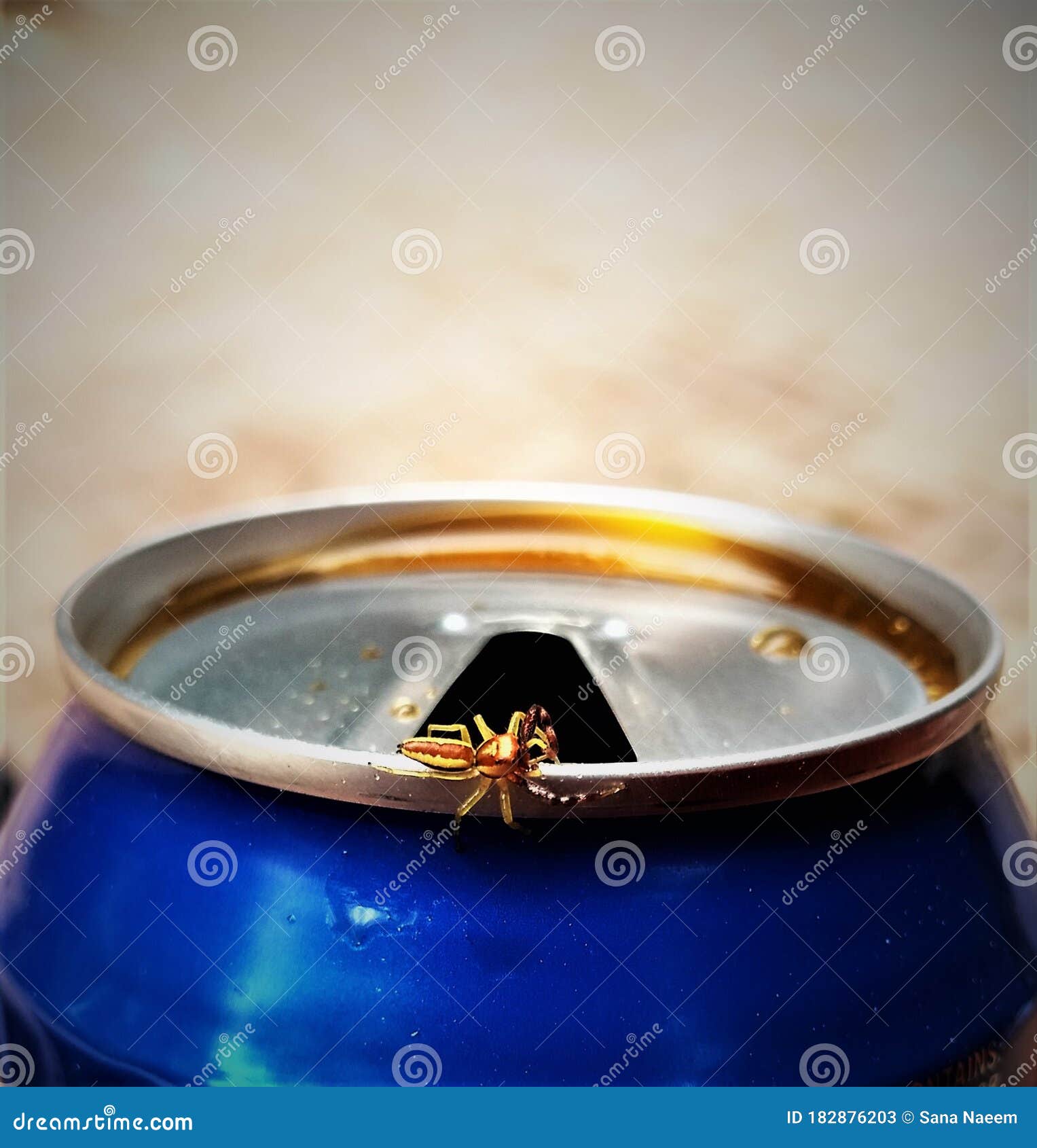 spider on the edge of can