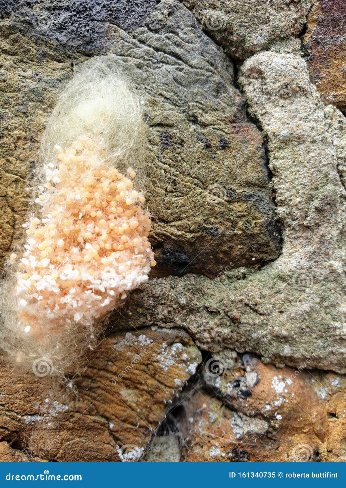 Spider eggs on wall stock image. Image of eggs, contrast 161340735