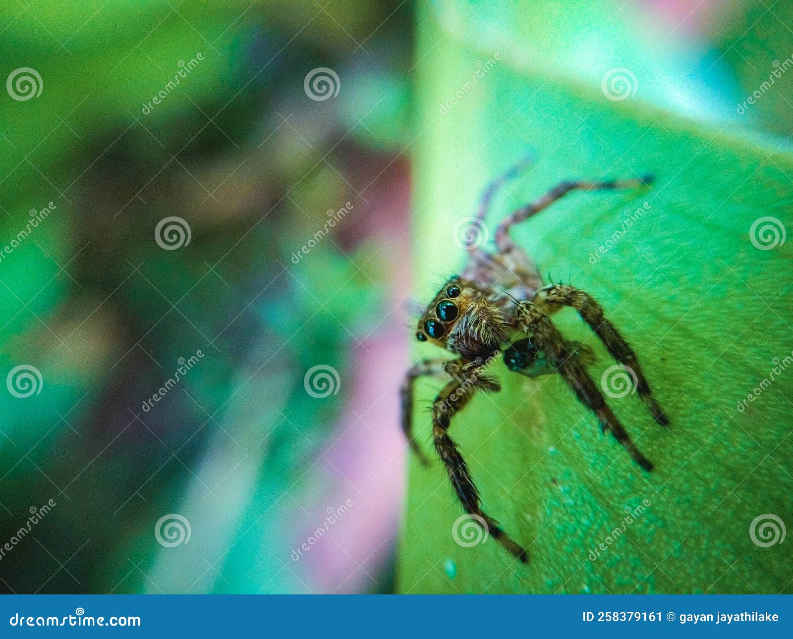 Spider eyes in macro image stock image. Image of dragonfly 258379161