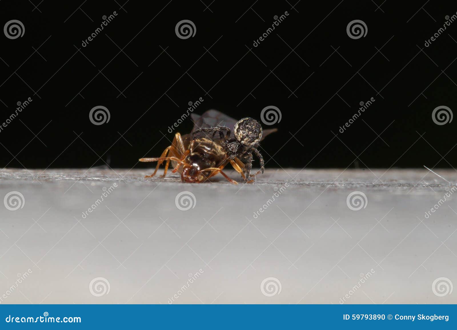 Spider Feeding on Flying Ant Stock Photo Image of water, female 59793890