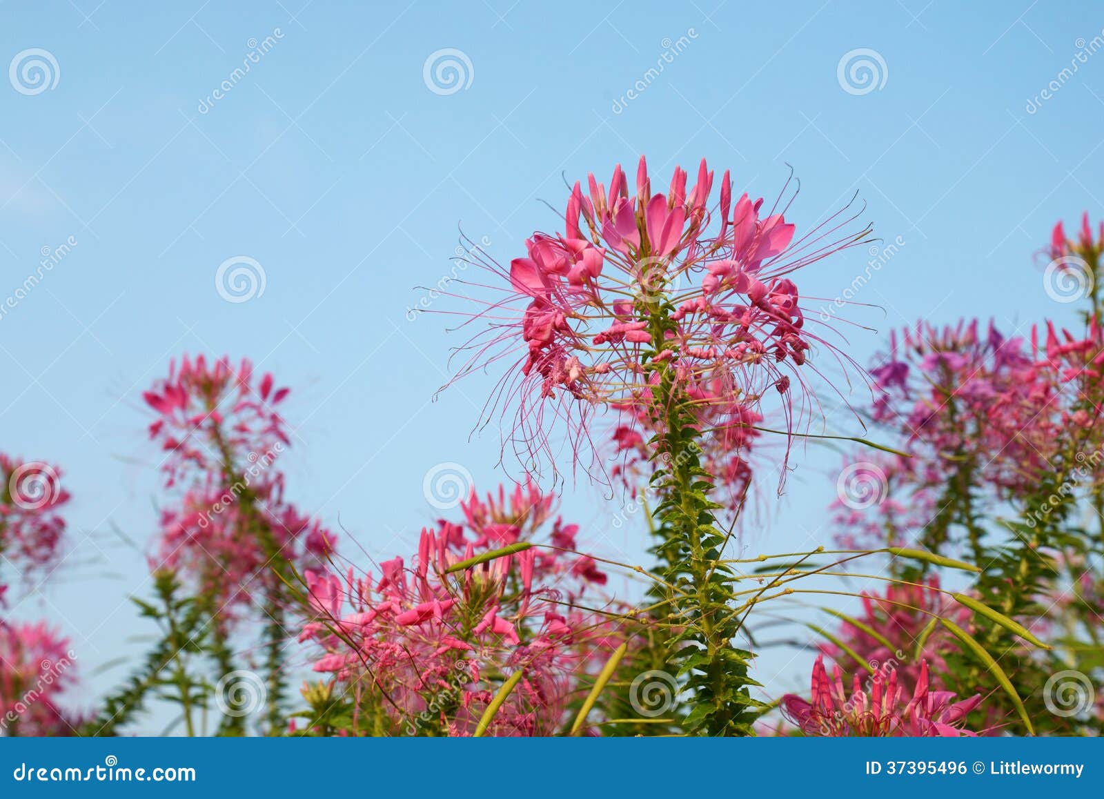 spider flower