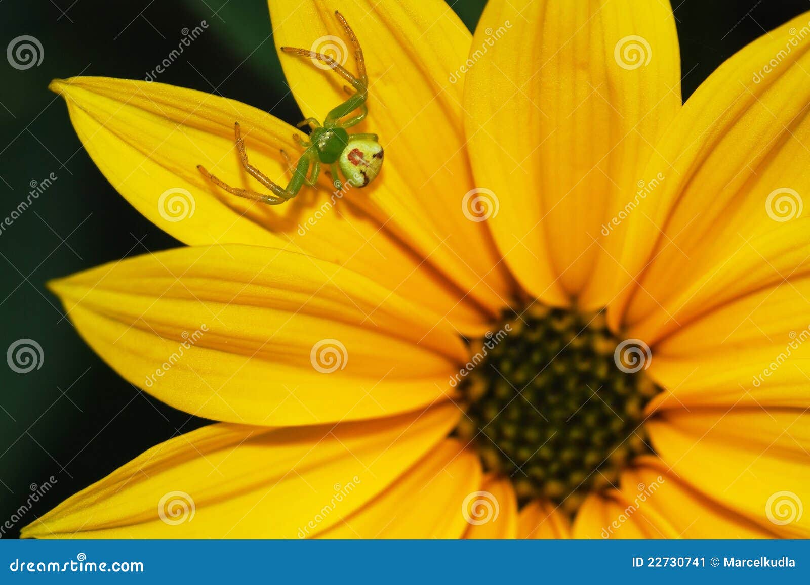 Spider on Flower Genus Misumena Stock Image Image of spider, hunter