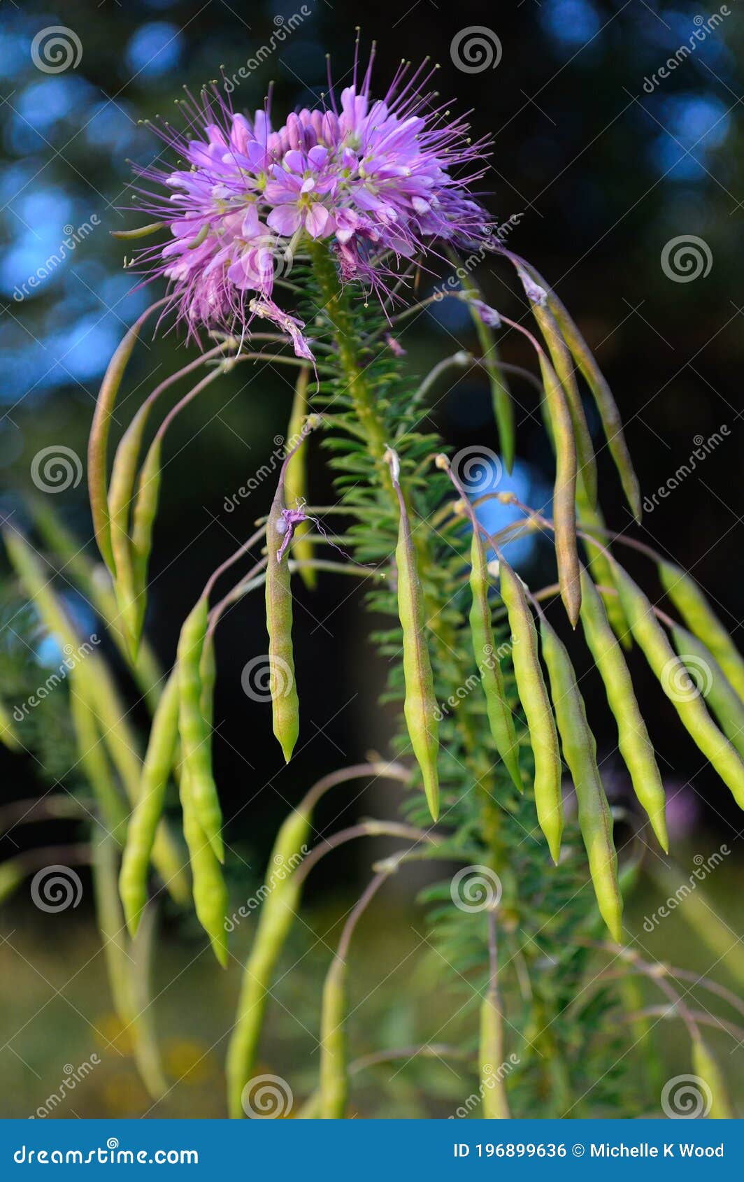 Spider Flowers Spider Weeds Cleome Spinosa Flowers And Seed Pods ...